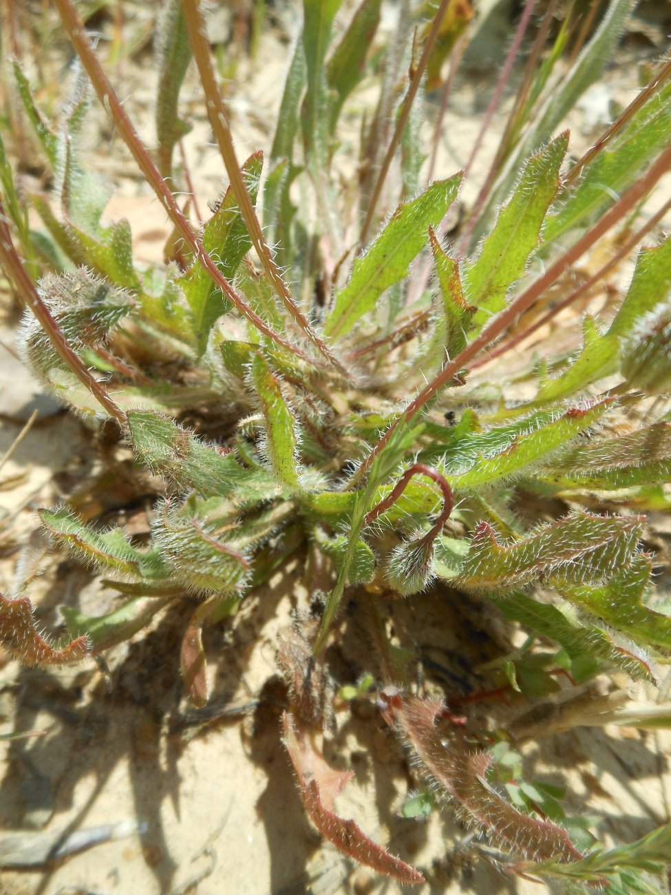 Leontodon saxatilis / Dente di leone di Leysser